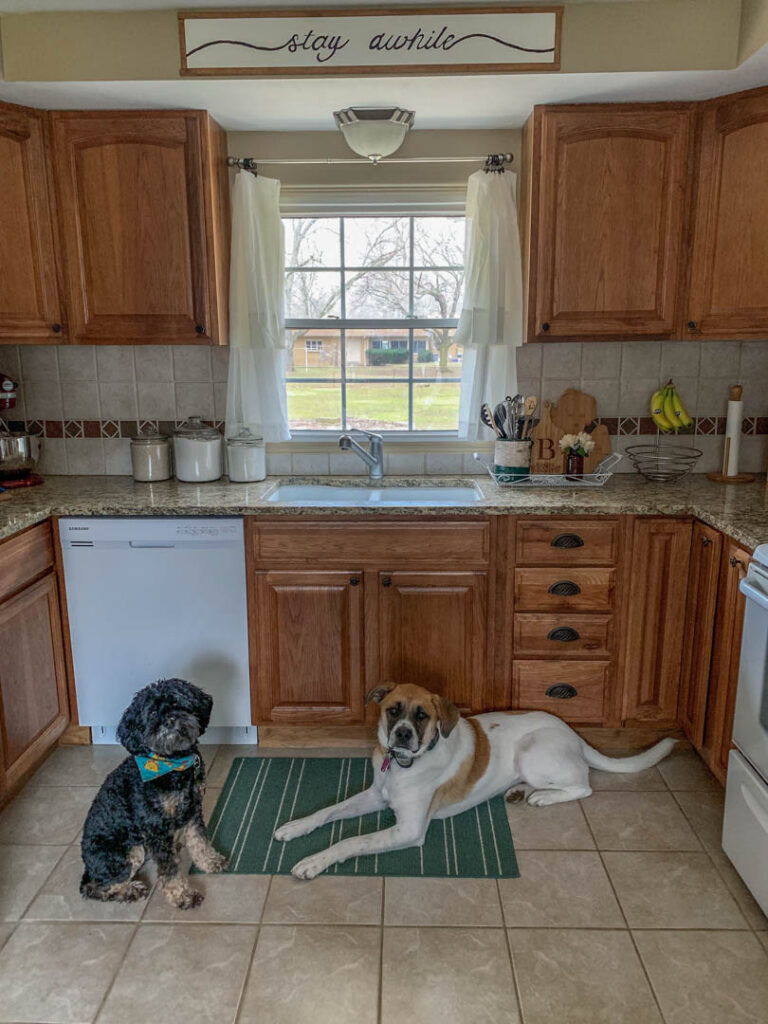 Two cute dogs sitting in a wood kitchen.